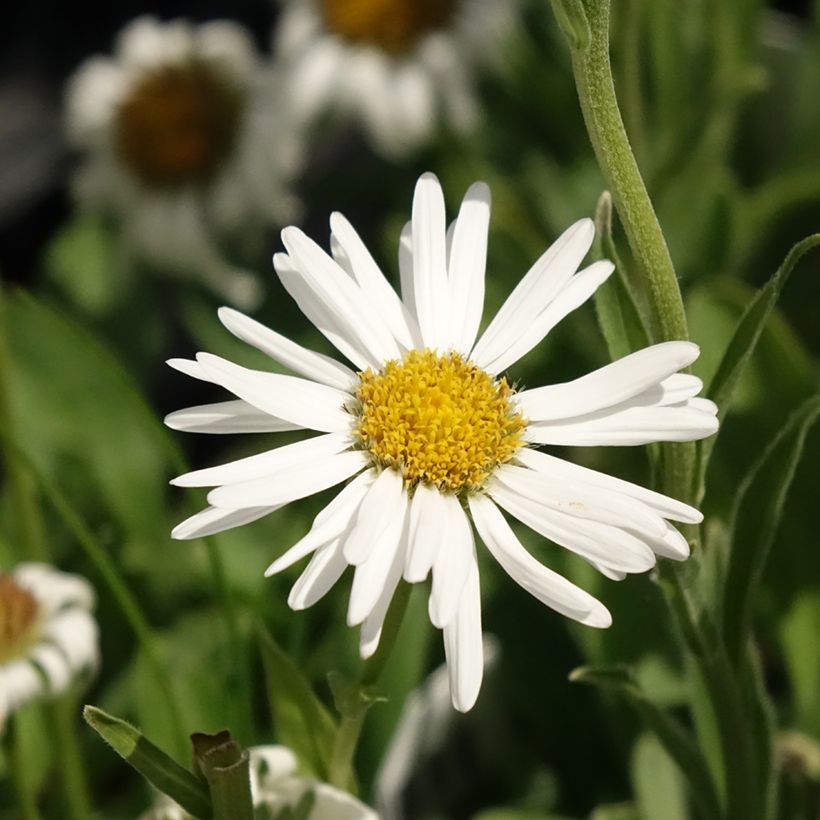 Aster alpinus Albus (Floración)