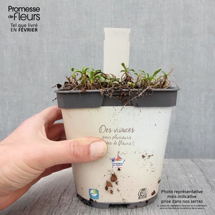 Aster alpinus Albus Maceta 2L/3L Ejemplar entregado en invierno