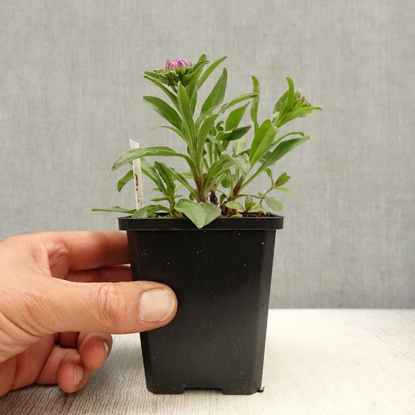 Aster alpinus Blue Beauty Maceta de 8/9 cm Ejemplar entregado en la primavera