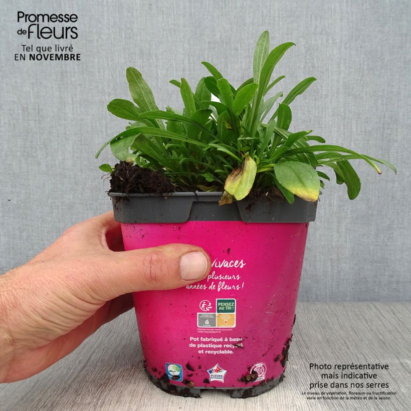 Ejemplar de Aster alpinus Happy End Maceta 2L/3L entregado en otoño