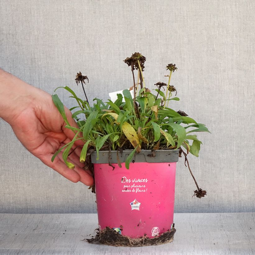 Ejemplar de Aster alpinus Happy End Maceta 2L/3L entregado en verano