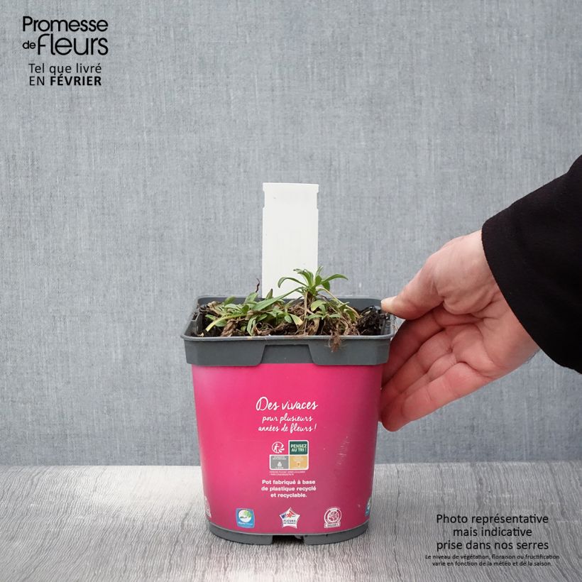 Aster alpinus Happy End Maceta 2L/3L Ejemplar entregado en invierno