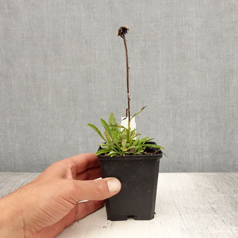Ejemplar de Aster alpinus Pinkie Maceta de 8/9 cm entregado en verano