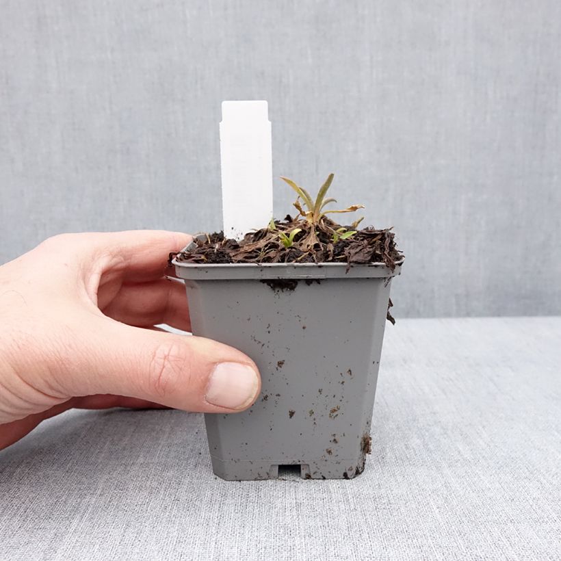 Aster alpinus Pinkie Maceta de 8/9 cm Ejemplar entregado en invierno