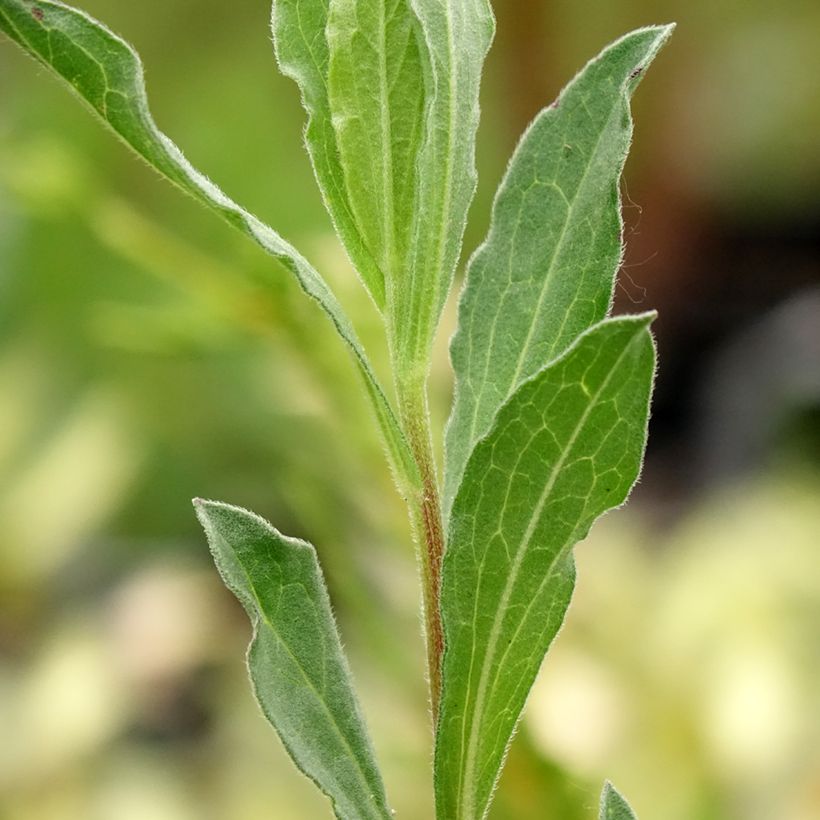 Aster amellus King George (Follaje)