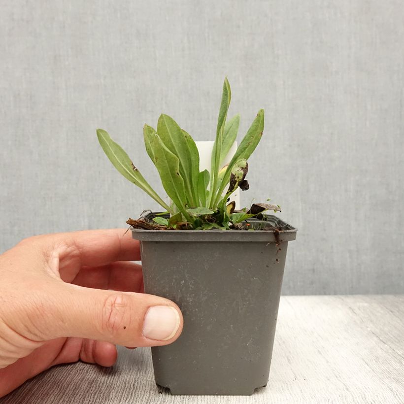 Ejemplar de Aster amellus Rudolf Goethe Maceta de 8/9 cm entregado en verano