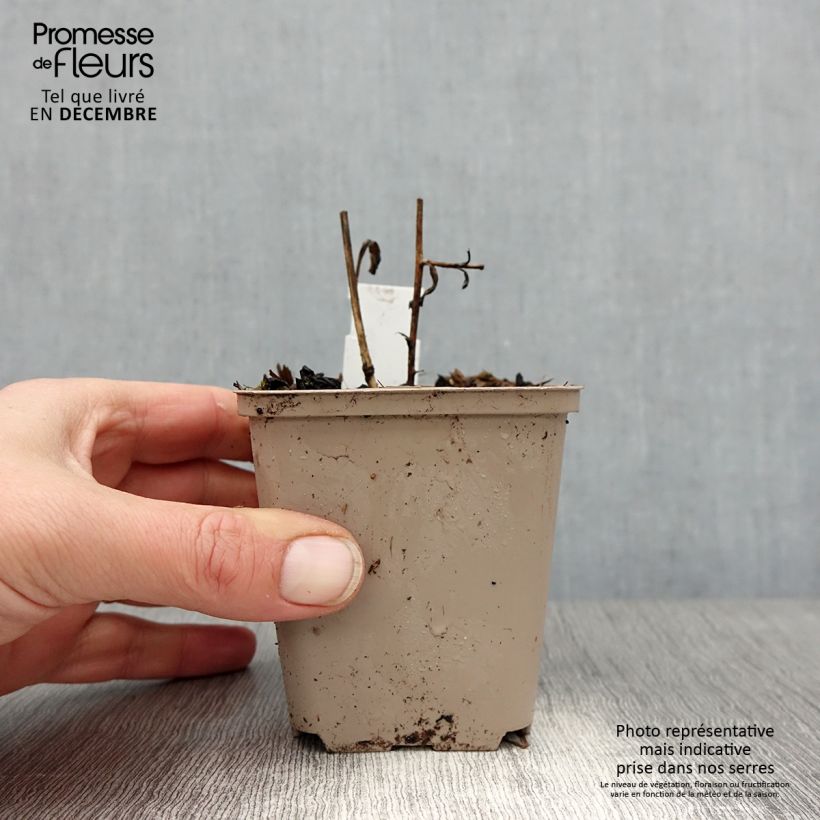 Aster amellus Sonora Maceta de 8/9 cm Ejemplar entregado en invierno