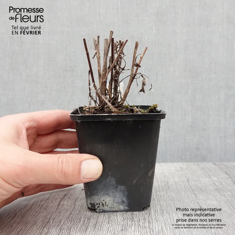 Aster azureus - Azul cielo Maceta de 8/9 cm Ejemplar entregado en invierno