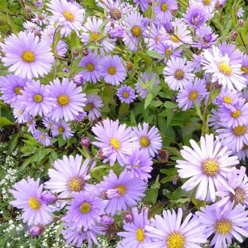 Aster JS Bart's Blue Beauty (Floración)