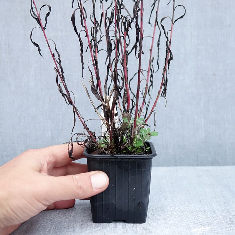 Ejemplar de Aster datschii Maceta de 8/9 cm entregado en otoño