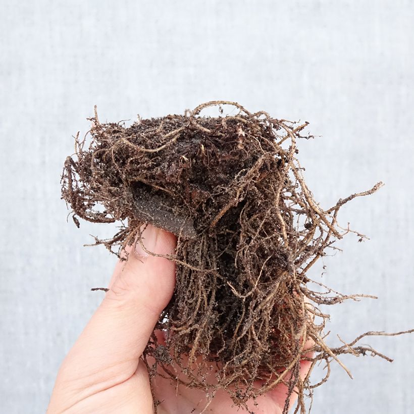 Aster dumosus Anneke Raíces desnudas Ejemplar entregado en invierno