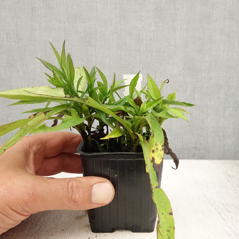 Ejemplar de Aster dumosus Augenweide Maceta de 8/9 cm entregado en verano