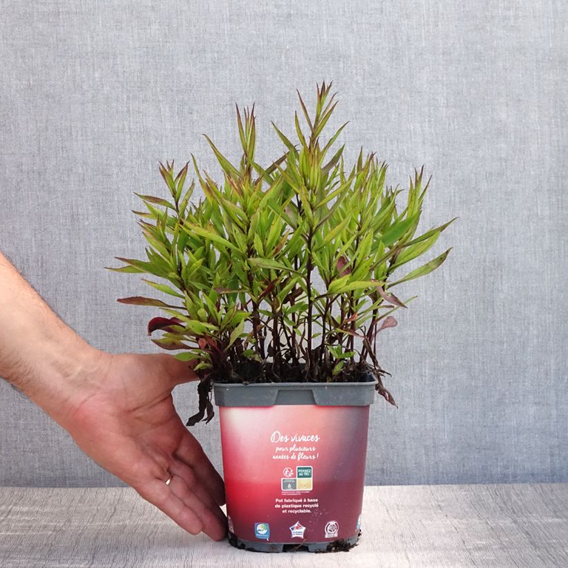 Ejemplar de Aster dumosus Bahamas Maceta 2L/3L entregado en verano