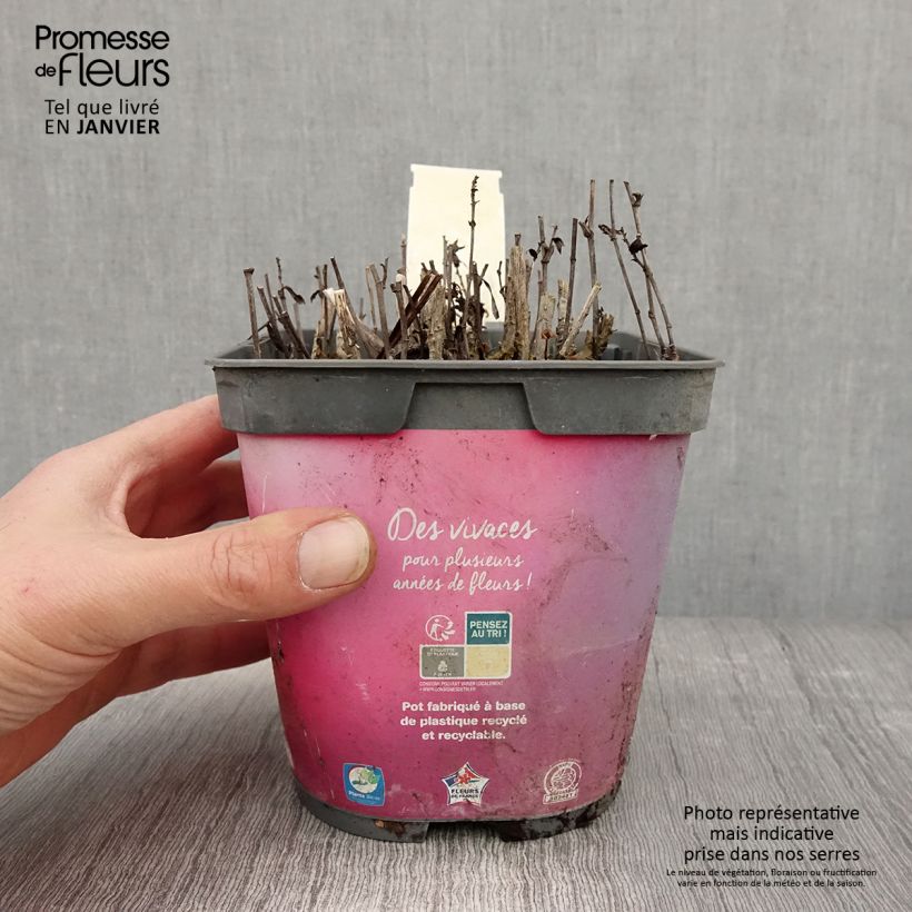 Aster dumosus Bahamas Maceta 2L/3L Ejemplar entregado en invierno