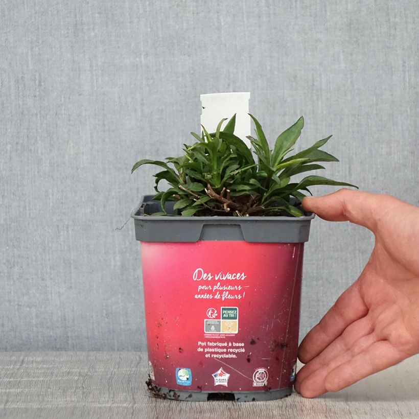 Aster dumosus Bahamas Maceta 2L/3L Ejemplar entregado en la primavera