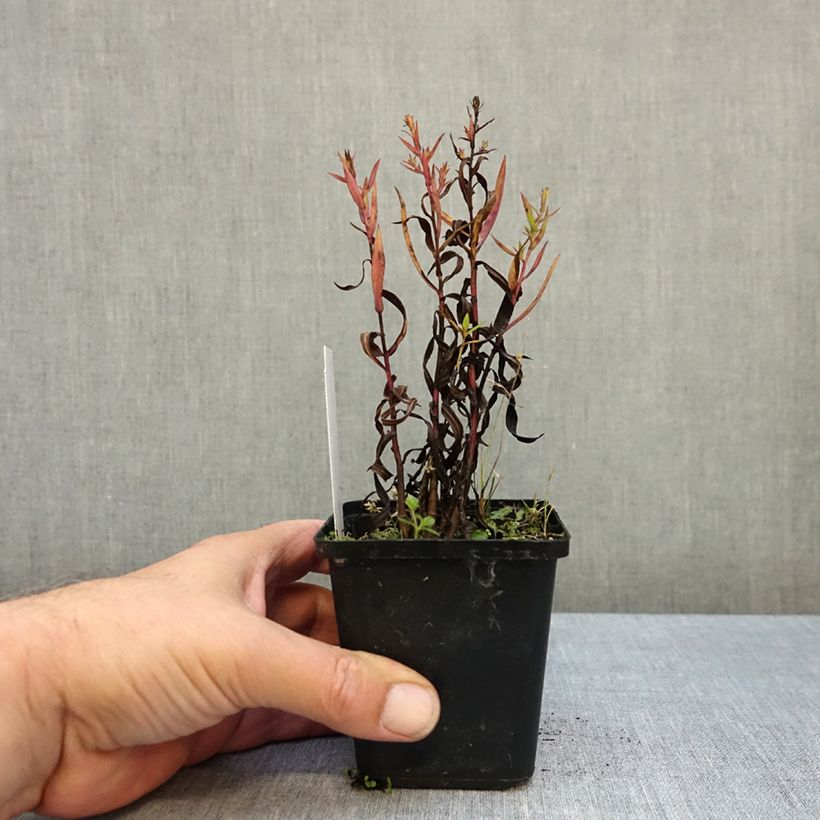 Ejemplar de Aster dumosus Heinz-Richard Maceta de 8/9 cm entregado en otoño