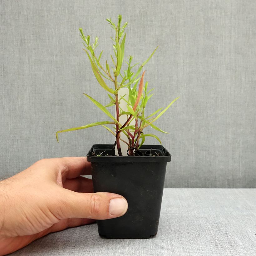Ejemplar de Aster dumosus Heinz-Richard Maceta de 8/9 cm entregado en verano