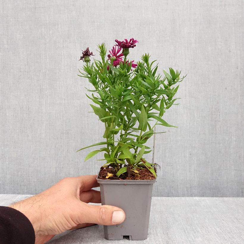 Ejemplar de Aster dumosus Jenny Maceta de 8/9 cm entregado en otoño
