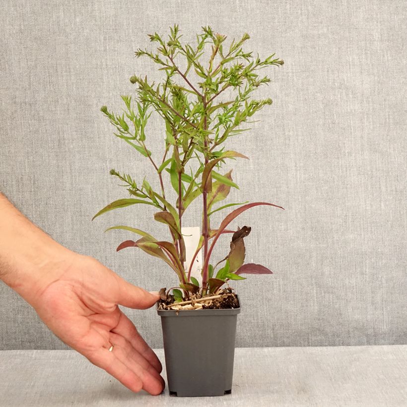 Ejemplar de Aster dumosus Jenny Maceta de 8/9 cm entregado en verano