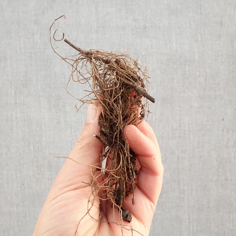 Aster dumosus Lady In Blue Raíces desnudas Ejemplar entregado en invierno