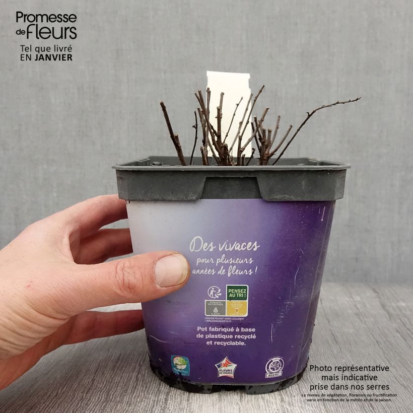 Aster dumosus Samoa Maceta 2L/3L Ejemplar entregado en invierno