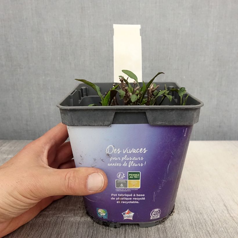 Aster dumosus Samoa Maceta 2L/3L Ejemplar entregado en la primavera