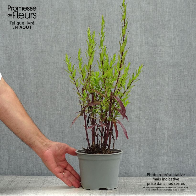 Ejemplar de Aster dumosus Starlight Maceta 2L/3L entregado en verano