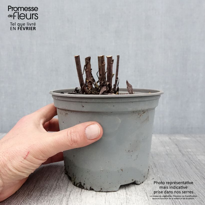 Aster dumosus Starlight Maceta 2L/3L Ejemplar entregado en invierno