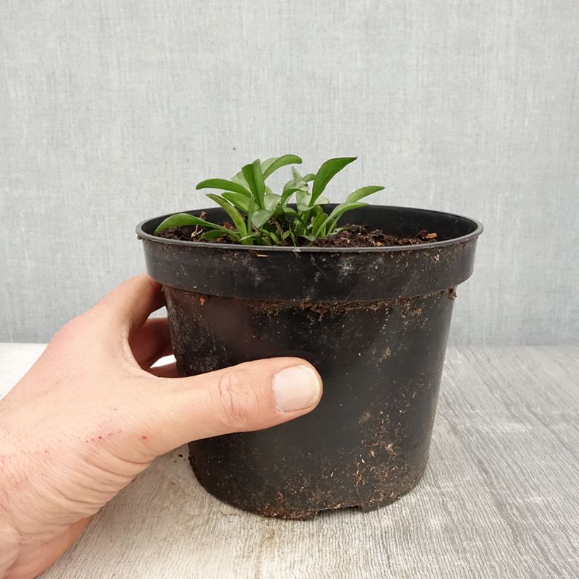 Aster dumosus Starlight Maceta 2L/3L Ejemplar entregado en la primavera