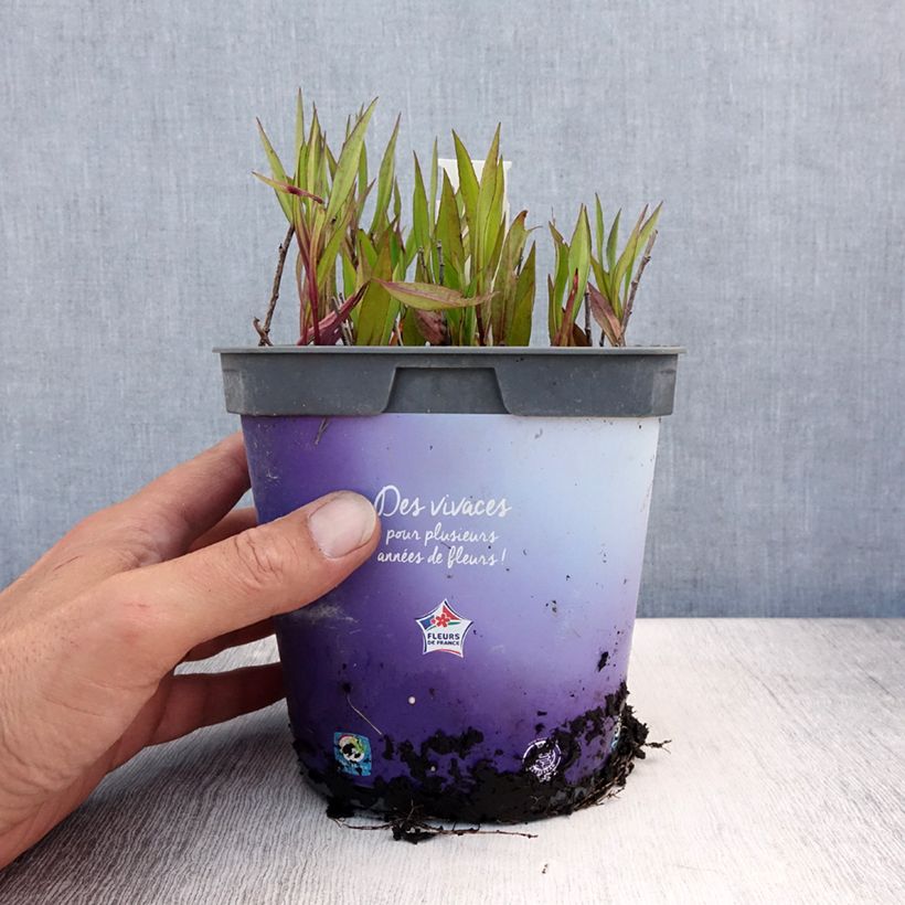 Ejemplar de Aster dumosus Tonga Maceta 2L/3L entregado en verano