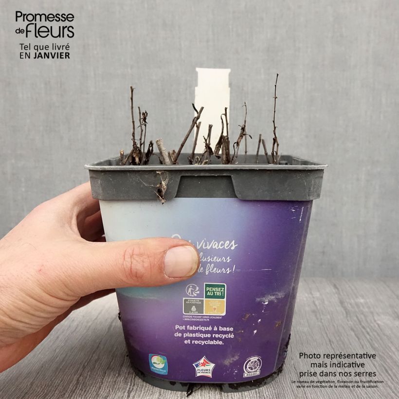 Aster dumosus Tonga Maceta 2L/3L Ejemplar entregado en invierno