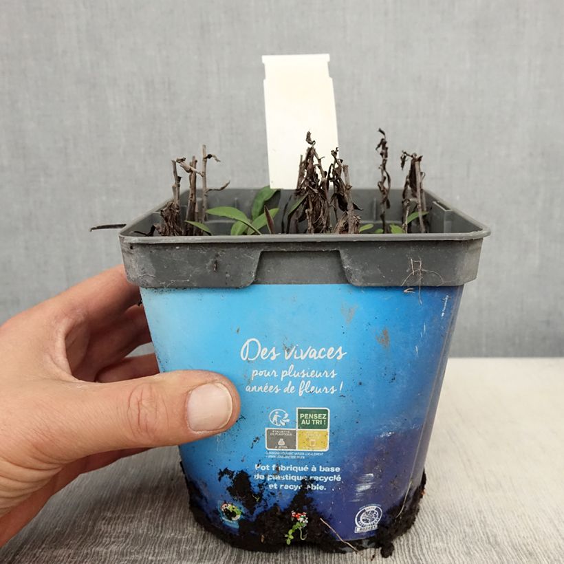 Aster dumosus Tonga Maceta 2L/3L Ejemplar entregado en la primavera