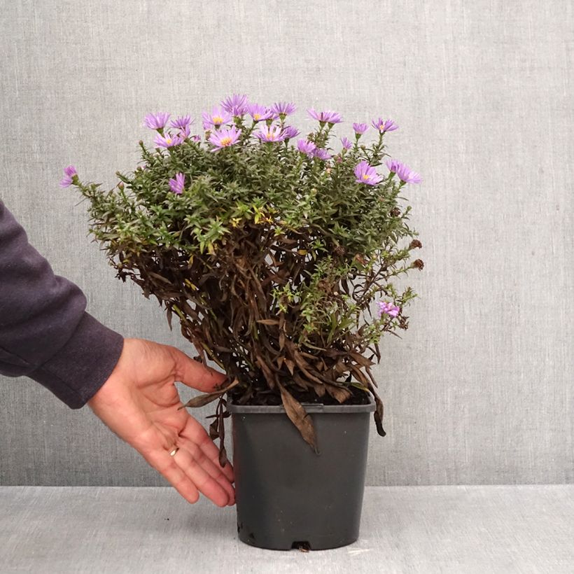 Ejemplar de Aster novi-belgii Wood's Purple Maceta 1,5L/2L entregado en otoño