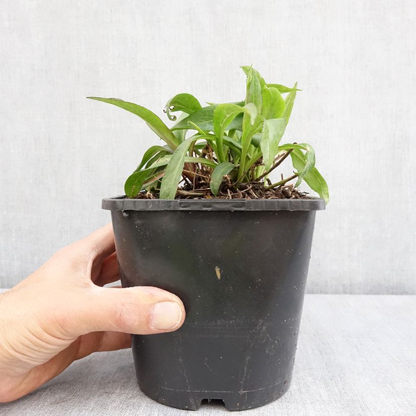 Aster novi-belgii Wood's Purple Maceta 1,5L/2L Ejemplar entregado en la primavera