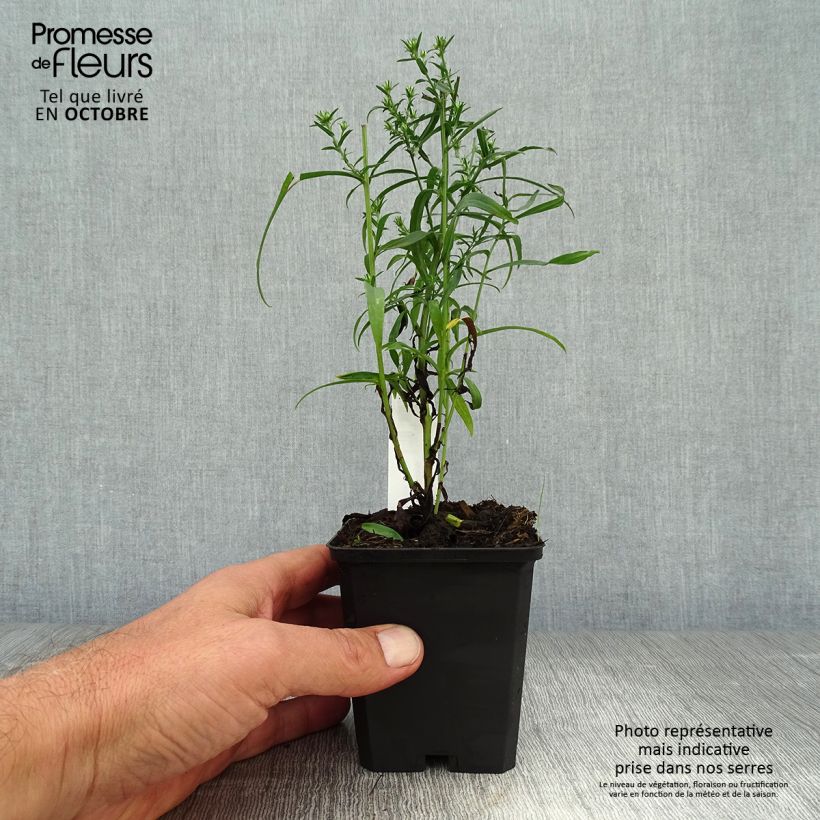 Ejemplar de Aster ericoides Blue Wonder Maceta de 8/9 cm entregado en otoño