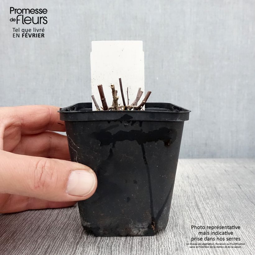 Aster ericoides Herbstmyrte Maceta de 8/9 cm Ejemplar entregado en invierno