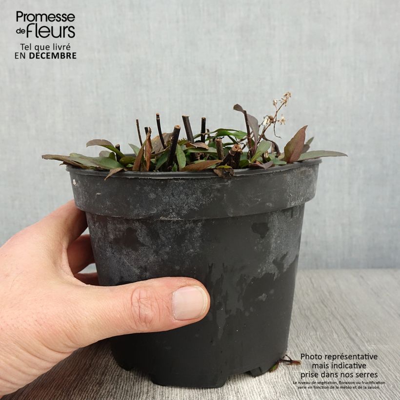 Ejemplar de Aster ericoides Pink Cloud Maceta 2L/3L entregado en otoño