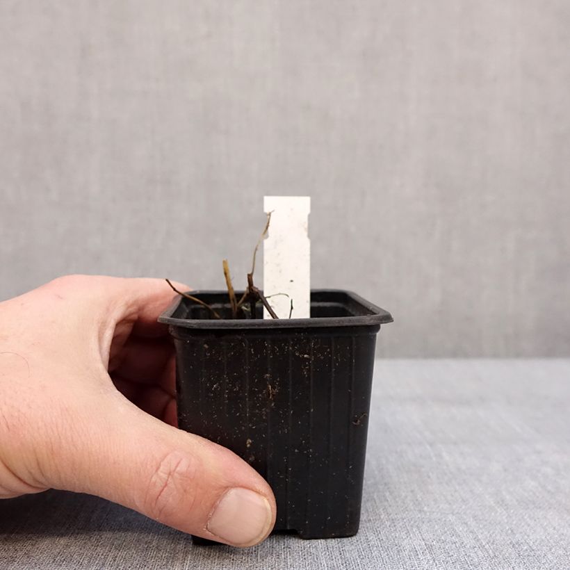 Aster ericoides Schneegitter Maceta de 8/9 cm Ejemplar entregado en invierno