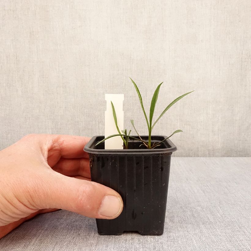 Aster ericoides Schneegitter Maceta de 8/9 cm Ejemplar entregado en la primavera