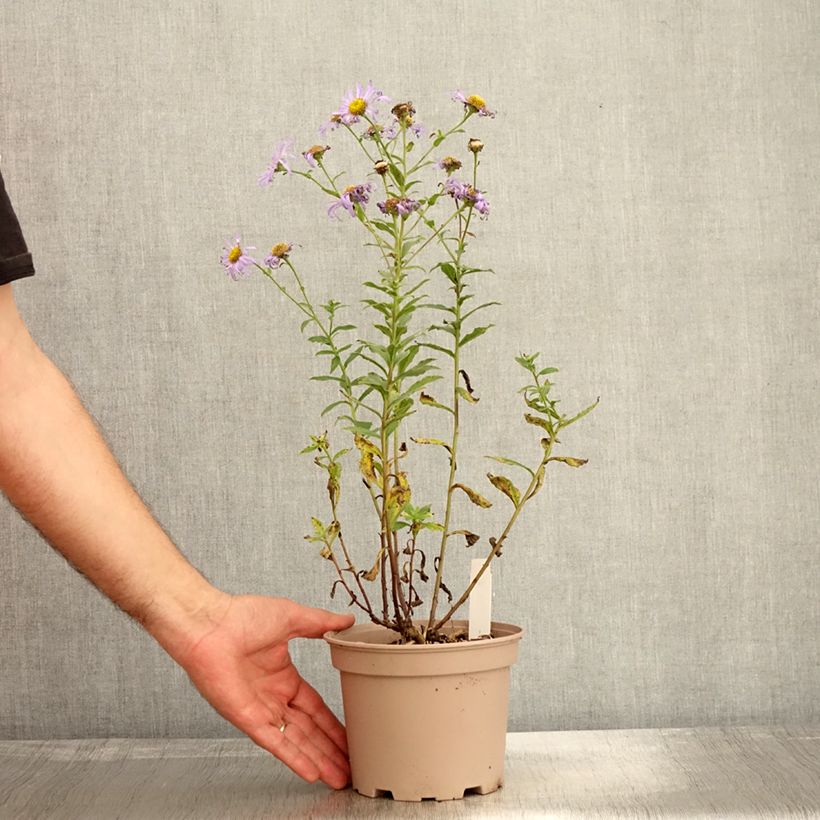 Ejemplar de Aster frikartii Mönch Maceta 1L/1,5L entregado en otoño