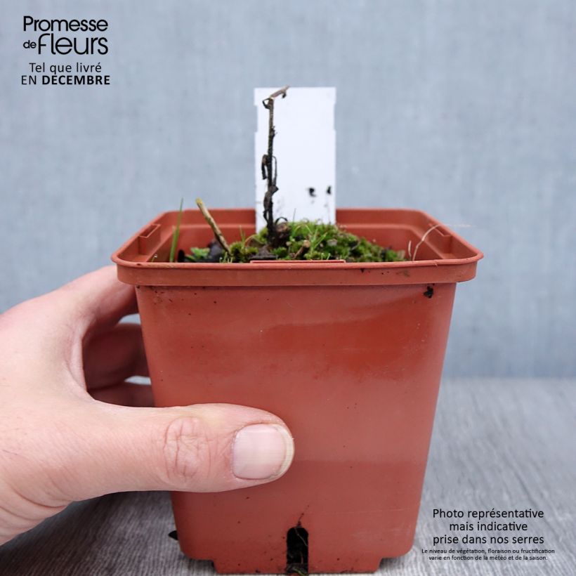 Aster frikartii Mönch Maceta 1L/1,5L Ejemplar entregado en invierno