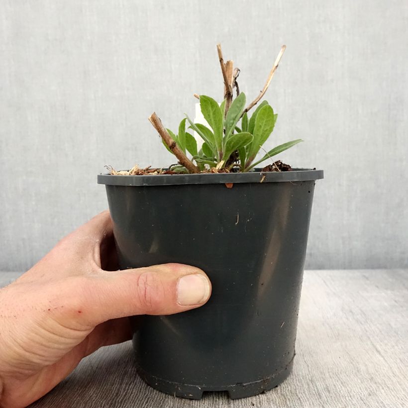 Aster frikartii Mönch Maceta 1L/1,5L Ejemplar entregado en la primavera