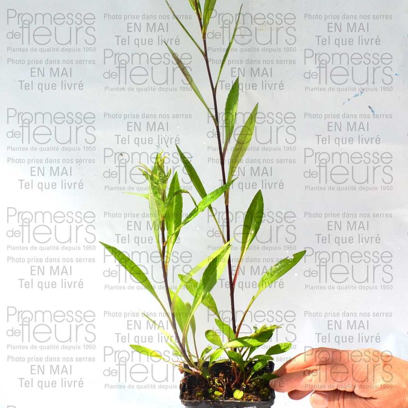 Ejemplo de ejemplar de Aster novi-belgii Carmen Maceta de 8/9 cm tal y como se entrega