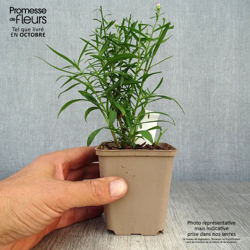 Ejemplar de Aster Pink Star Maceta de 8/9 cm entregado en otoño