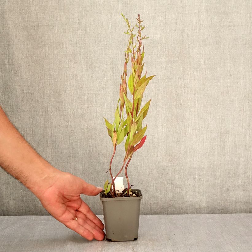 Ejemplar de Aster lateriflorus Chloe Maceta de 8/9 cm entregado en verano