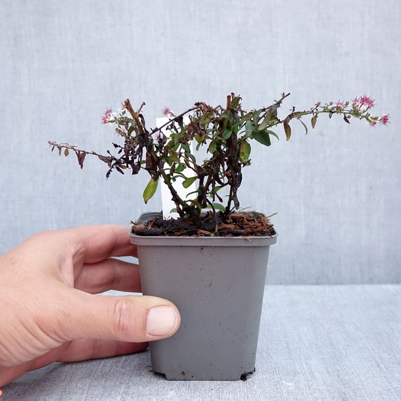 Ejemplar de Aster lateriflorus Prince Maceta de 8/9 cm entregado en otoño