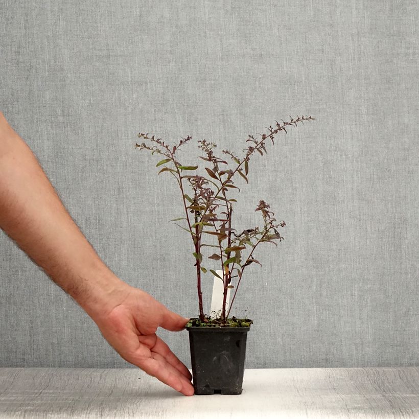Ejemplar de Aster lateriflorus Prince Maceta de 8/9 cm entregado en verano