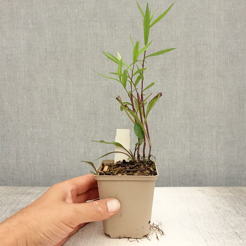 Ejemplar de Aster Le Vasterival Maceta de 8/9 cm entregado en verano