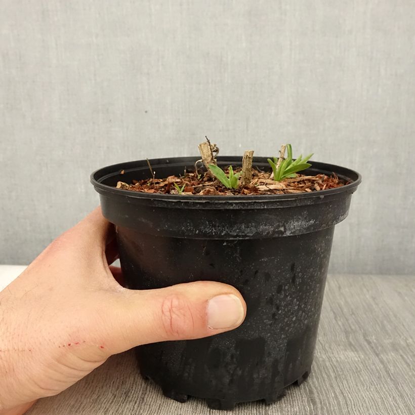 Aster novae-angliae Andenken an Alma Pötschke Maceta 2L/3L Ejemplar entregado en la primavera