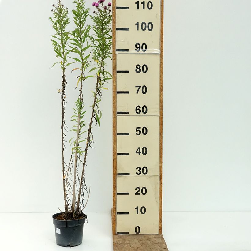 Ejemplar de Aster novae-angliae Barrs Pink Maceta 2L/3L entregado en verano